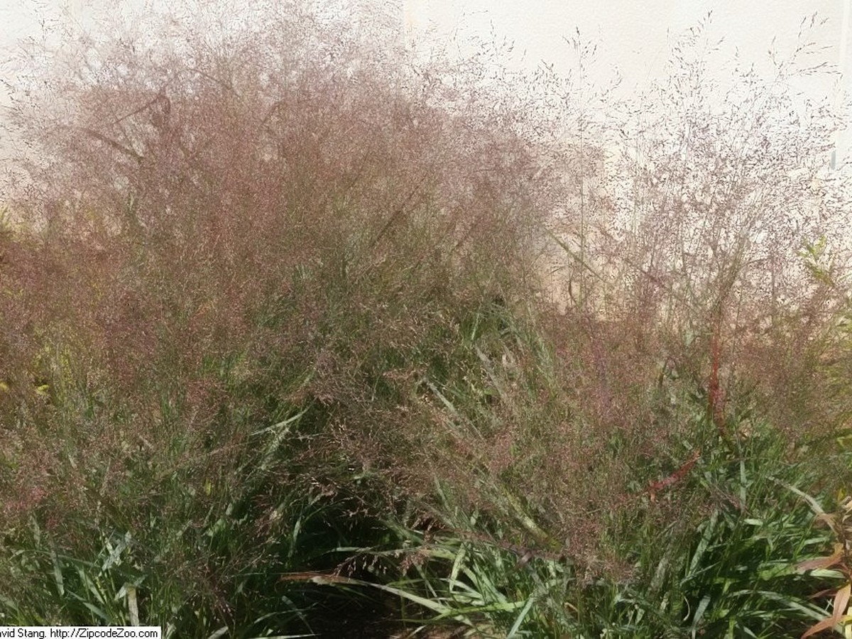 rutenhirse_bild