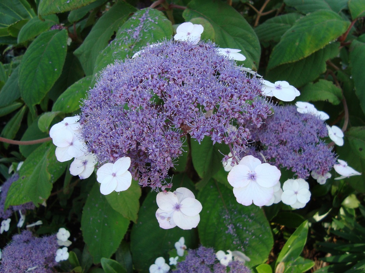 samthortensie_bild_2