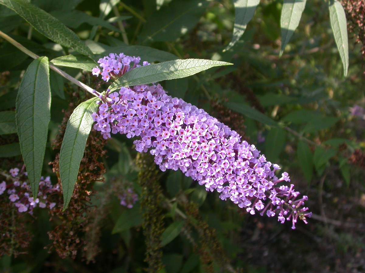 schmetterlingsflieder_bild