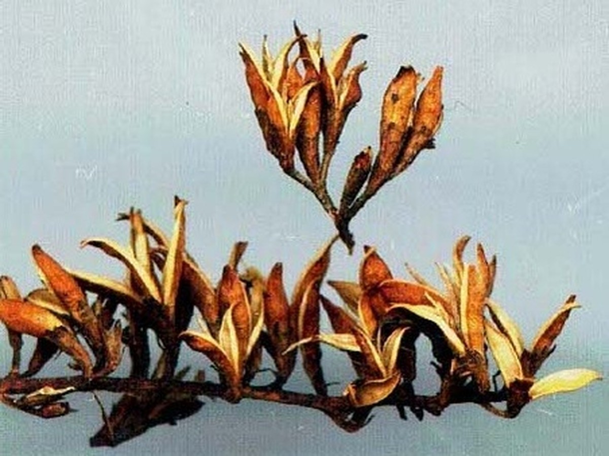 schmetterlingsflieder_samen