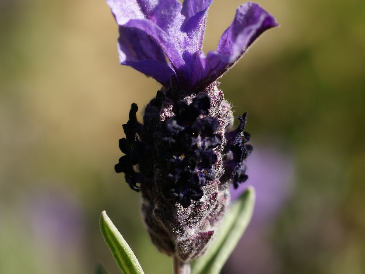 schopflavendel_bild
