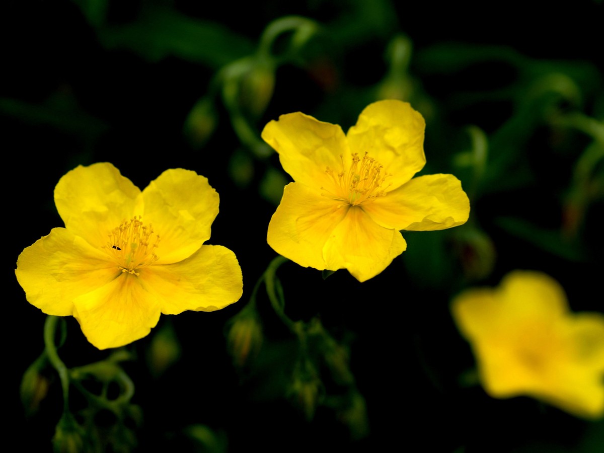 sonnenroeschen_bild