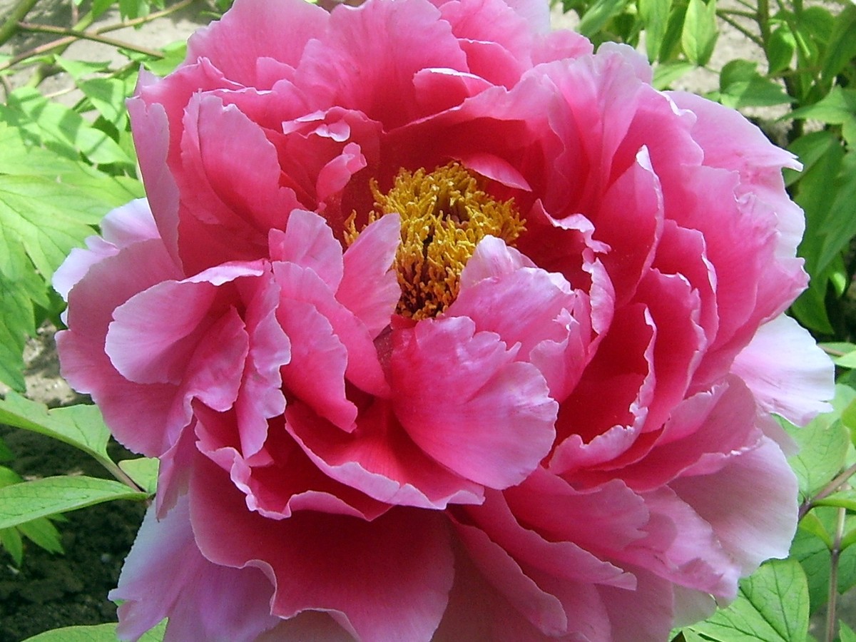 strauchpfingstrose_bild_2