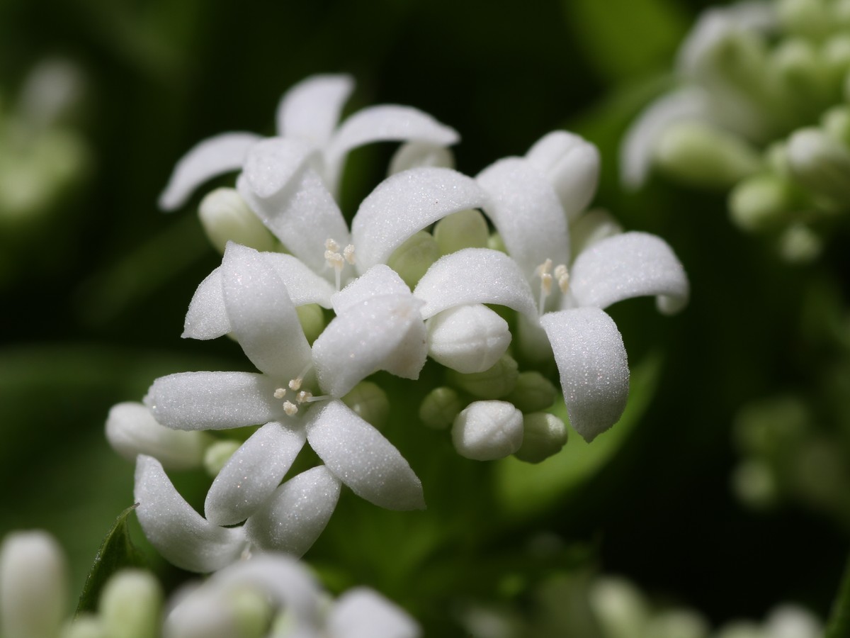 waldmeister_bluete