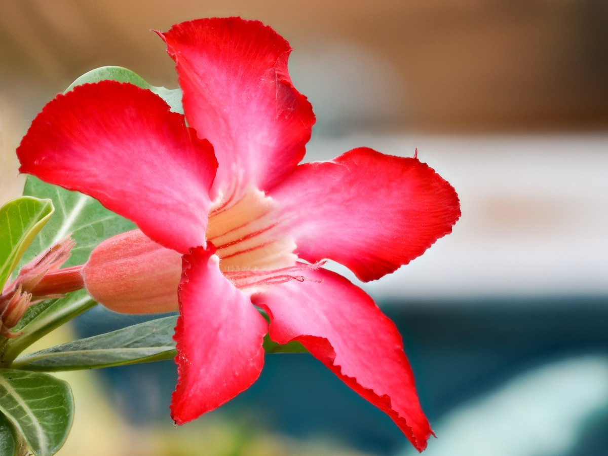 wuestenrose_bluete