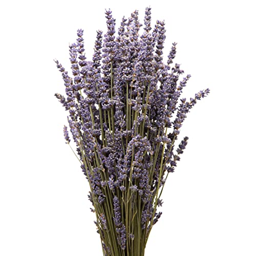 ROSEMARIE SCHULZ Heidelberg Bund Lavendel getrocknet 150-200 Stängel 40-45 cm Lavendelblüten aus der Provence Lavendelbund Trockenblumen für Boho Deko Badezimmer