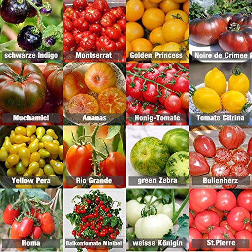 Primabella tomate - Unser Vergleichssieger 