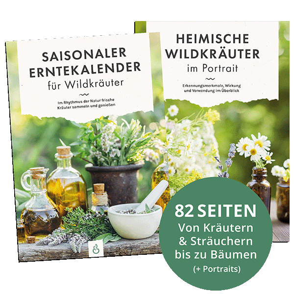 Wildkräuterkalender: Heimische Pflanzen sicher erkennen und nutzen