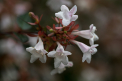 Abelia grandiflora Frost