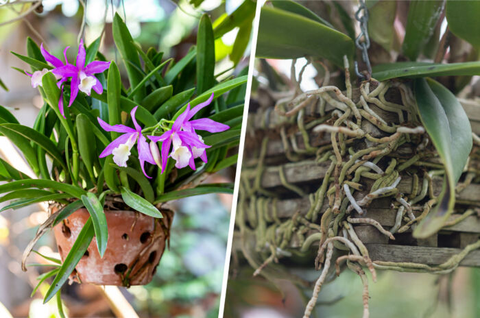 Übertöpfe aus Ton und Holz für Orchideen