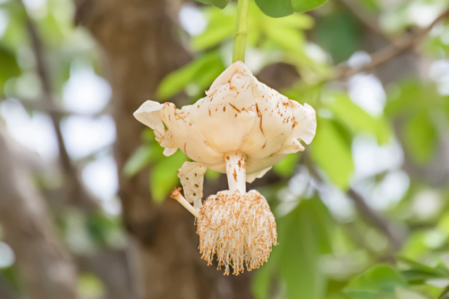 Affenbrotbaum Blüte