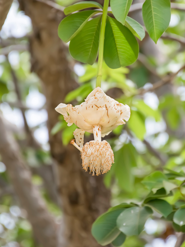 Affenbrotbaum Blüte