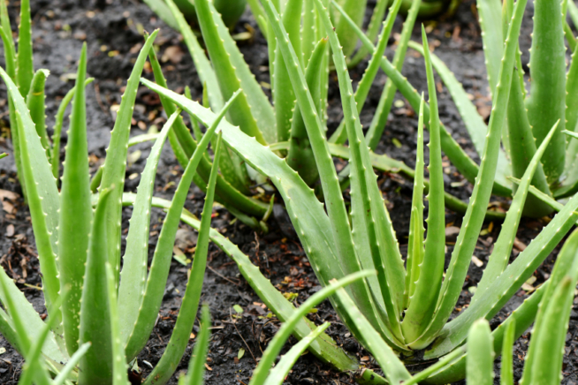Aloe Vera Substrat