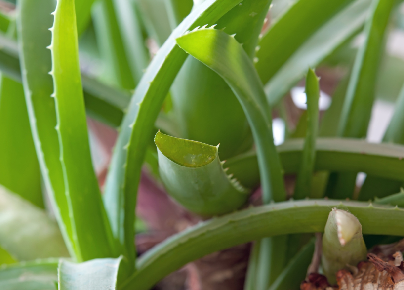 Wie schnell wächst Aloe vera?