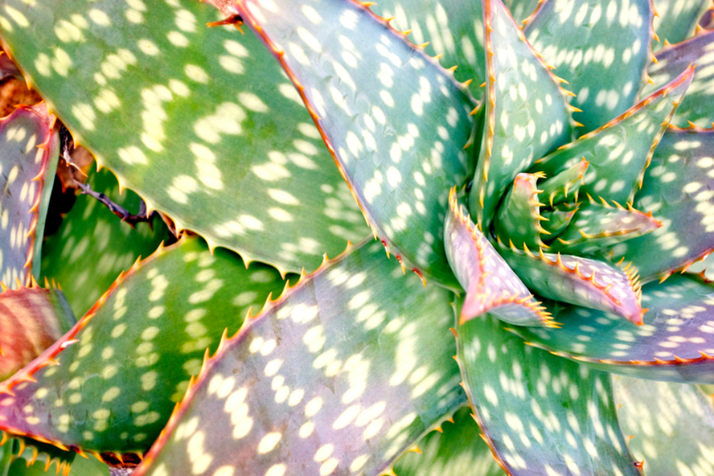 Echte Aloe Vera erkennen » Diese Merkmale zeichnen sie aus