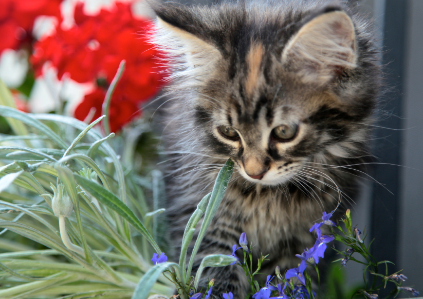 Alpenveilchen giftig für Katzen