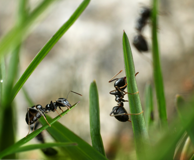 Ameisen im Rasen 10 besten Tipps
