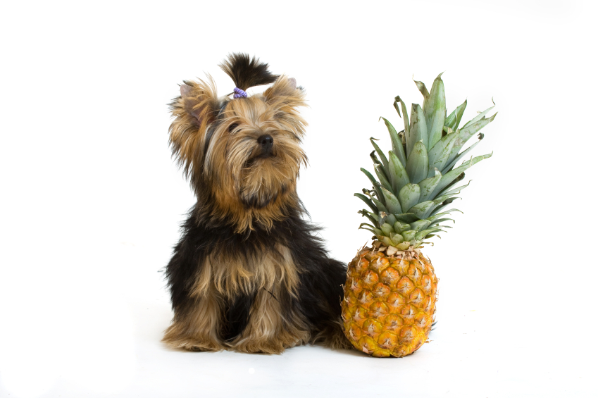 Ananas Hund » Wann darf er davon fressen?