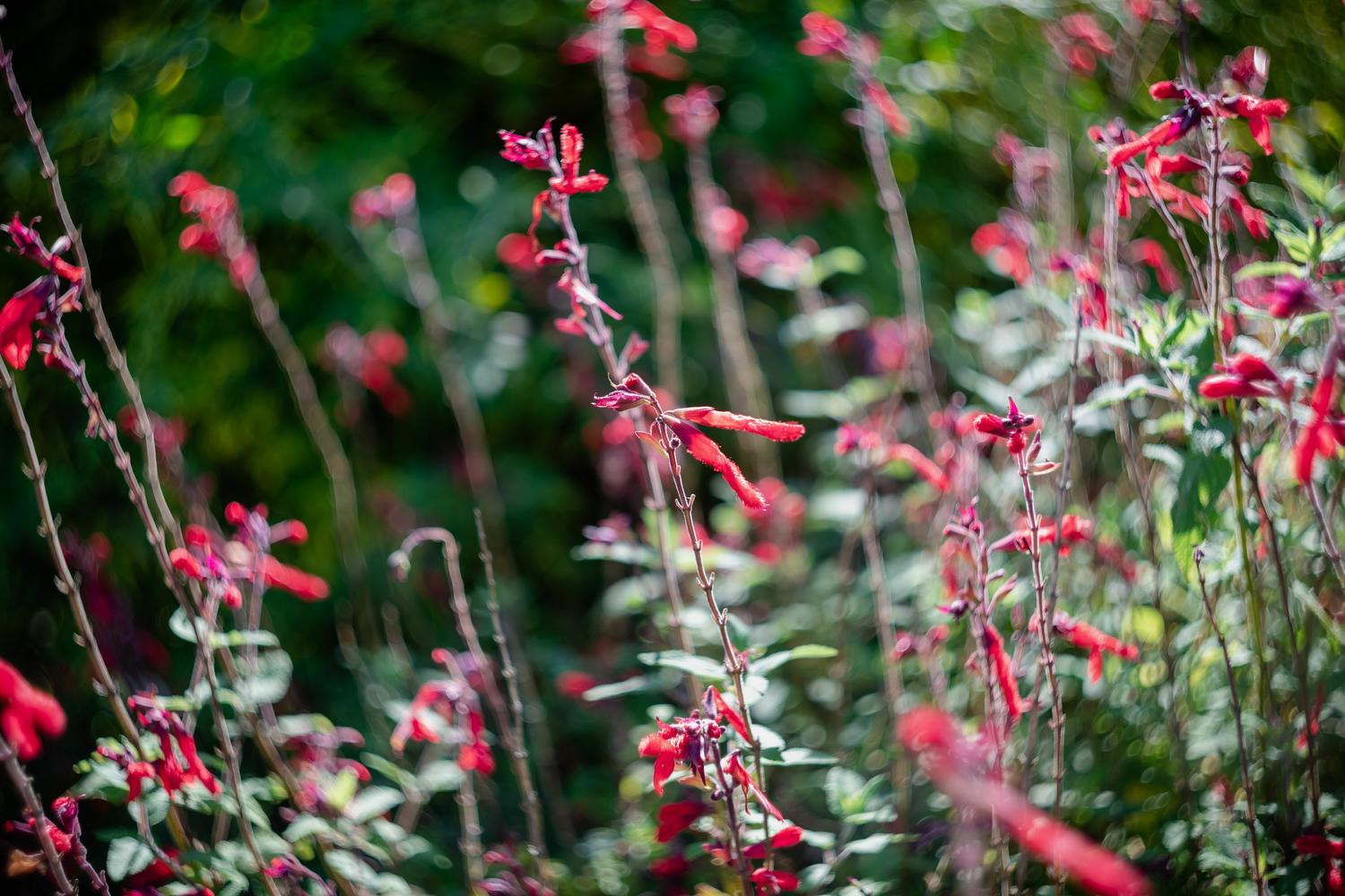 Rote Blüten des Ananassalbeis