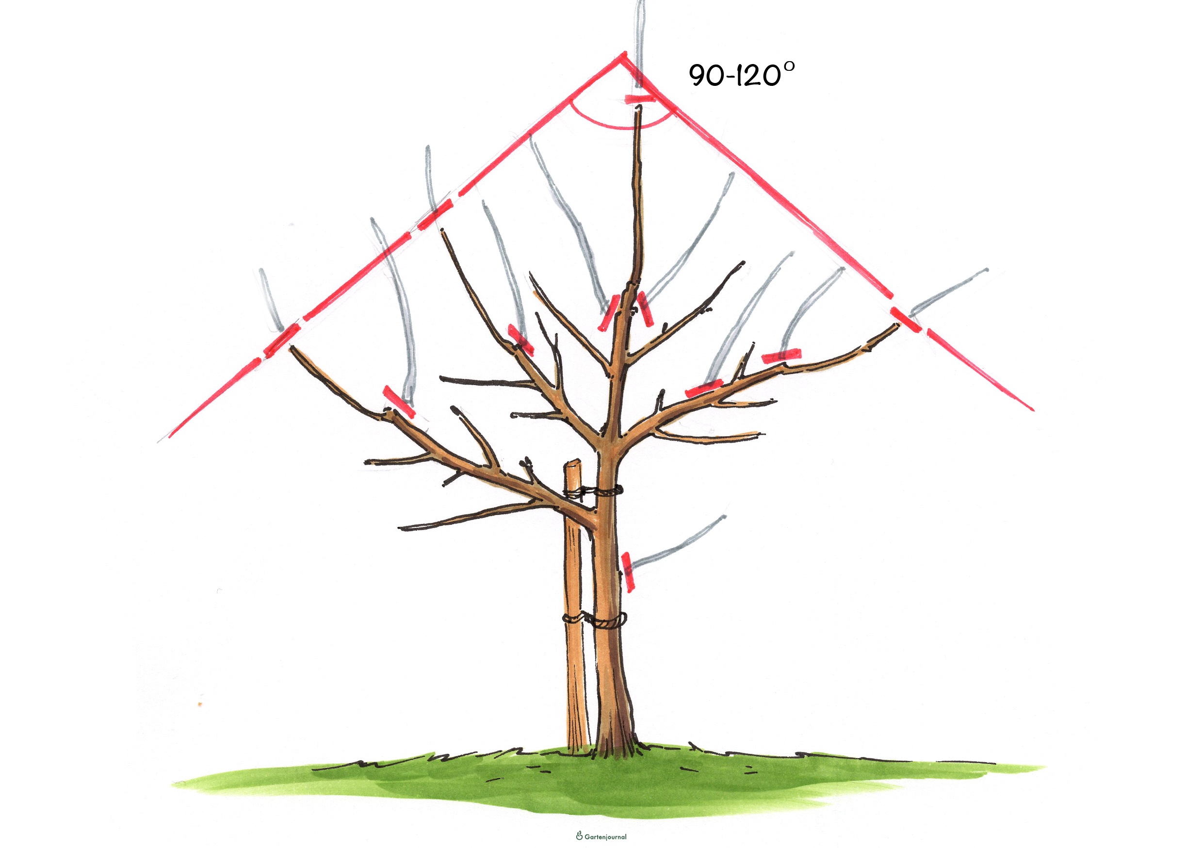 Apfelbaum erziehen