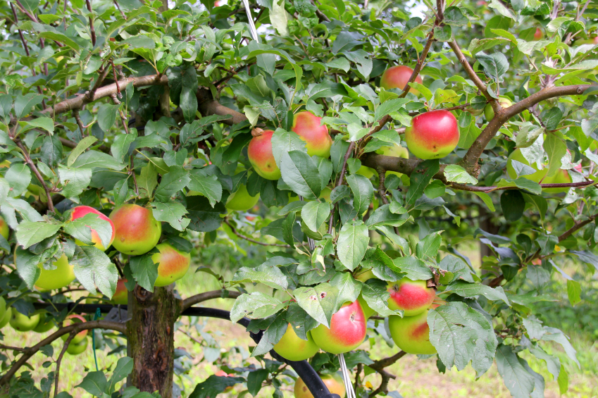 Apfelbaum Sorten