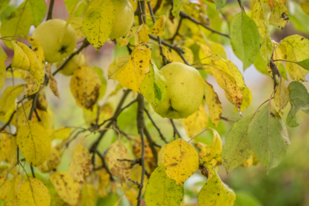 Apfelbaum mit grünen Äpfeln » Die leckersten Sorten