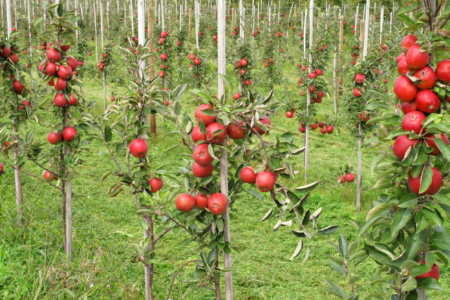 Apfelbaum vermehren