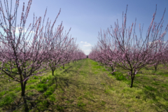 Aprikosenanbau Deutschland