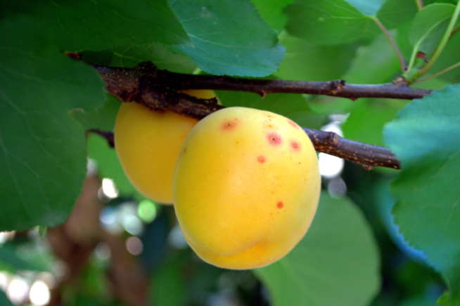 Aprikosenbaum Krankheiten