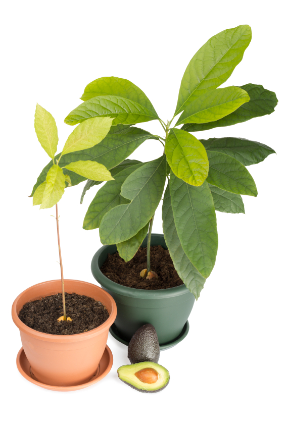 Avocado pflanzen