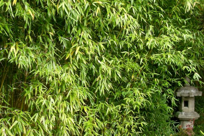 Bambus Fargesia Sichtschutz