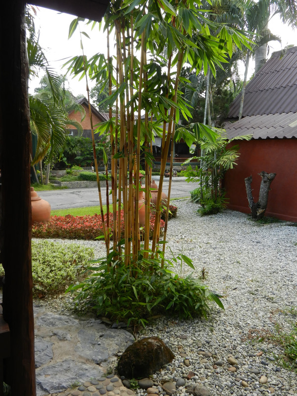 Bambus Garten