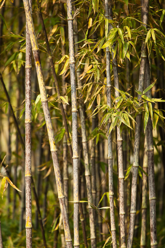 Bambus Krankheiten