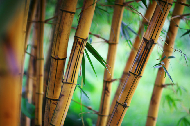 Bambus Pflanzzeit