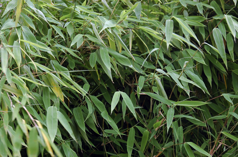 Bambus Pflege