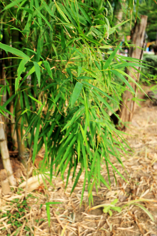 Bambus Standort