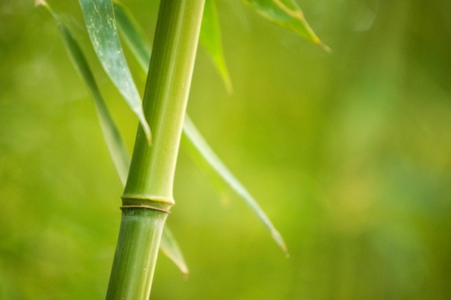 Bambus als Kuebelpflanze