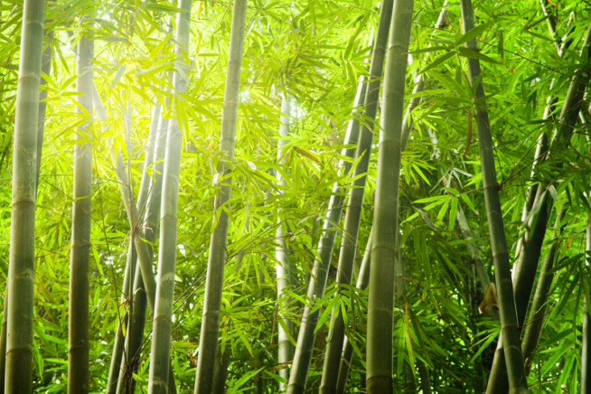 Bambus eingrenzen