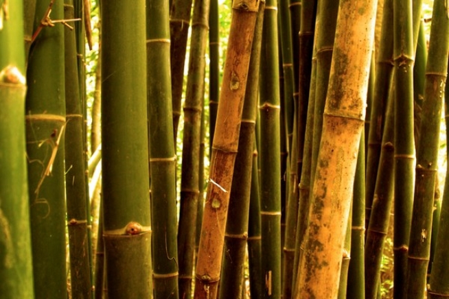 Bambus entfernen