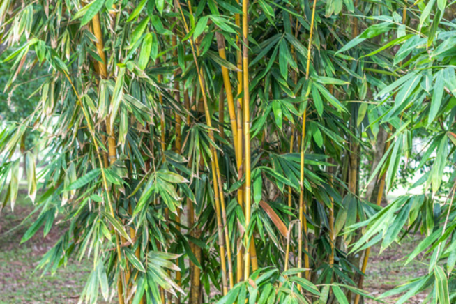 Bambus gelbe Blätter