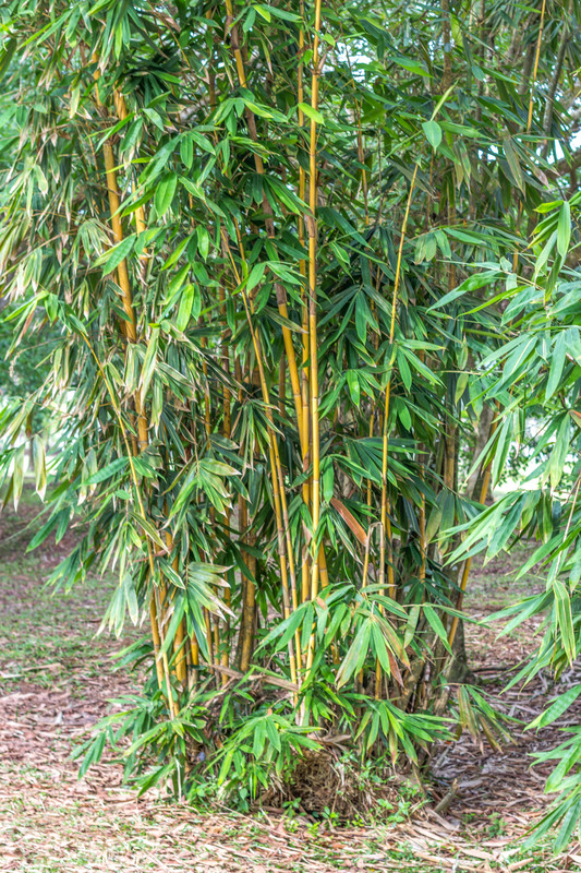 Bambus gelbe Blätter