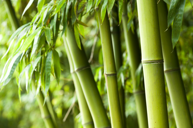 Bambus gießen