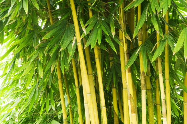 Bambus verliert Blätter