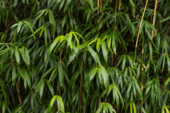 Bambus überwintern
