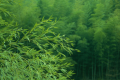 Bambusarten Sorten