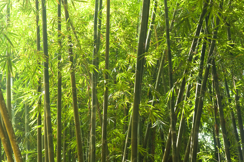 Stirbt Bambus Nach Der Blüte
