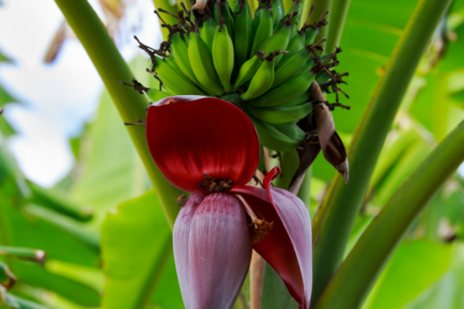 Bananenbaum Blüte