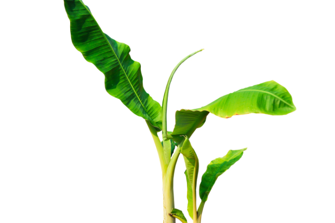 Bananenpflanze Ableger