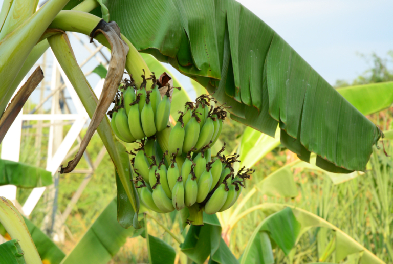 Bananensorten: Von Cavendish bis Kochbanane » Ein Überblick