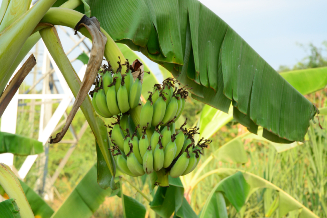 Bananenpflanze Früchte